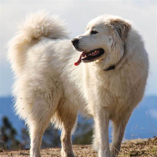 Интересные факты о пиренейских горных собаках